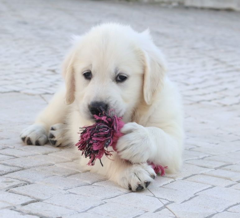 Golden Retriever fêmea com LOP