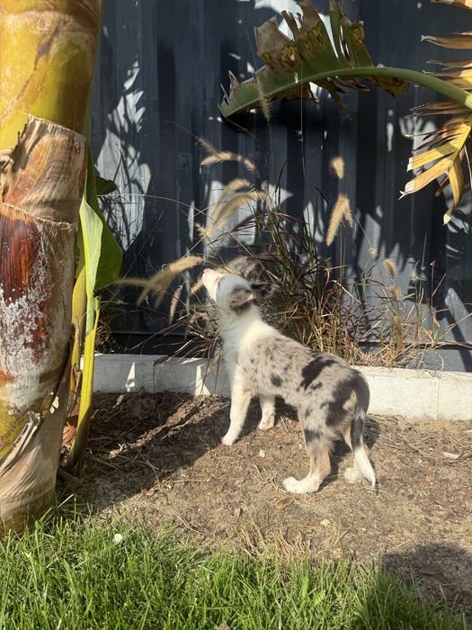 Border Collie Fêmea Merle Fofa