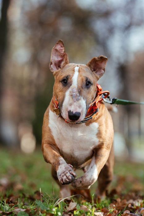 Прилаштовується бультер'єр