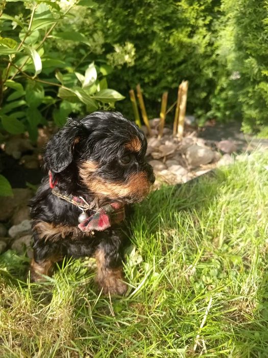 Maltipoo/Hawapoo f1 piękna dziewczynka