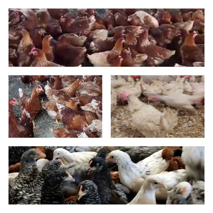 Продам кури несушки! Доставка безкоштовна. Ружин