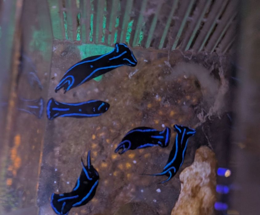 Chelidonura Varians, ślimak na wirki