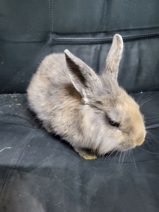 Króliczek miniaturka jest to dziewczynka