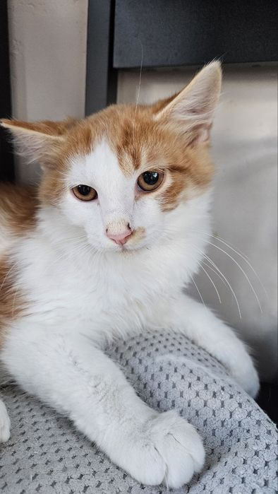 Котик шукає люблячу родину