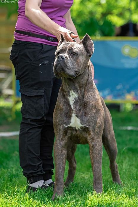 Вязка Кане Корсо КСУ