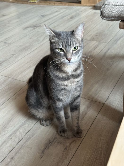 Zaginela kotka Yufka