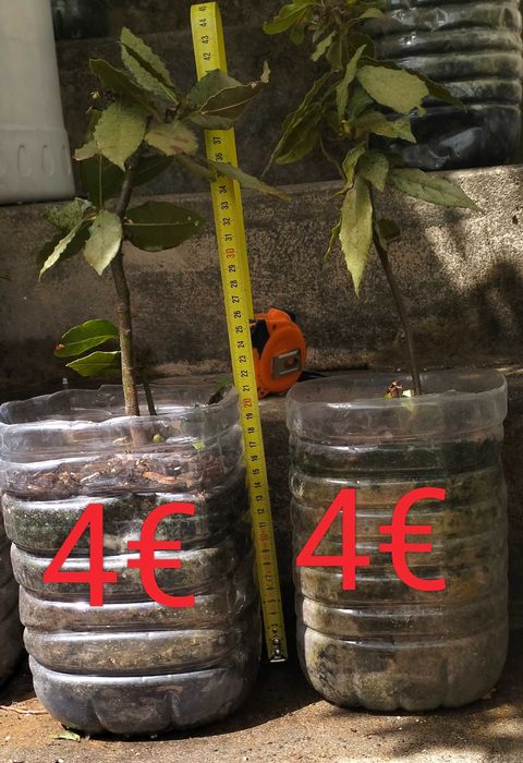 Árvores loureiro de tamanho pequeno