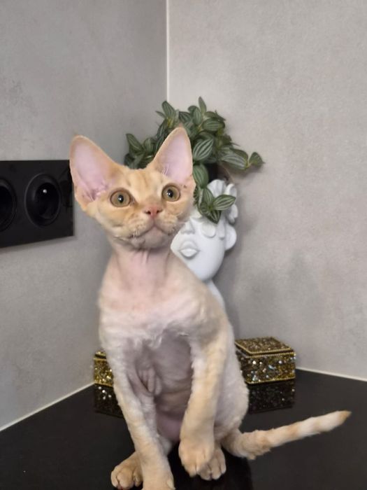 Devon rex, piekny kocur devon rex, FPL, FIFE