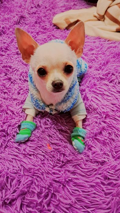 Мальчик чихуахуа приглашает на вязку