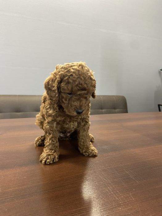 той-пуделя мальчики и девочки