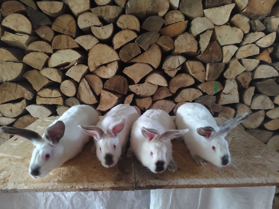 Króliki młode samce i samice