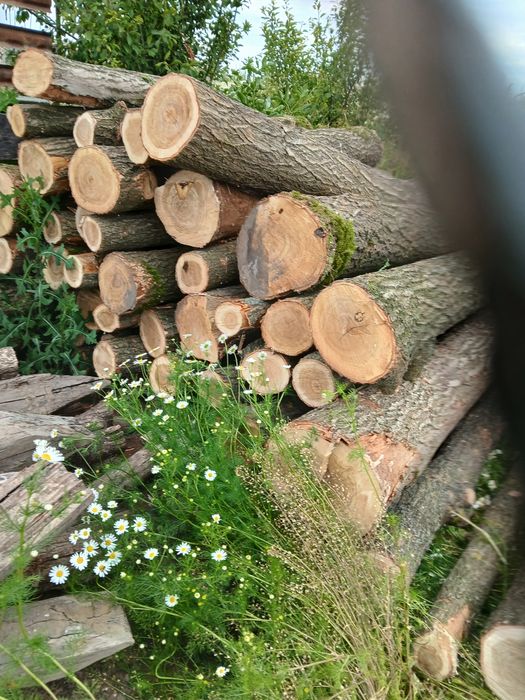 Słupki pale dębowe