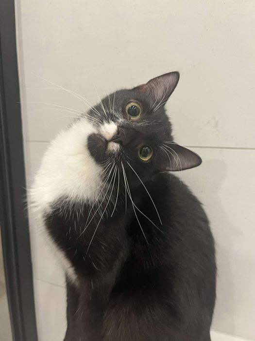 Energiczny Mireczek szuka domku!