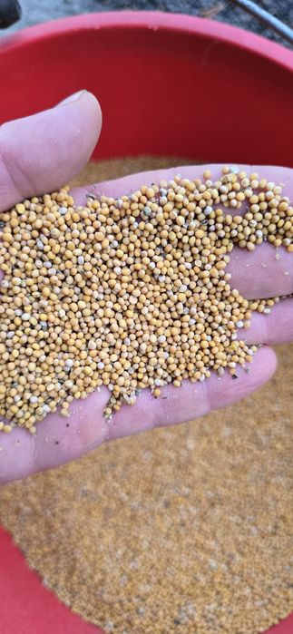 Gorczyca Biała Polska, czystość 99%, Pewna I Sprawdzona Wysyłka Gratis