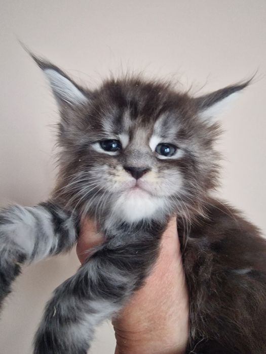 Maine Coon kocur kocurek kocięta