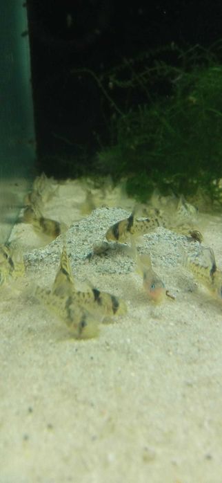 Corydoras Kirysek CW 115, Kirys CW 115