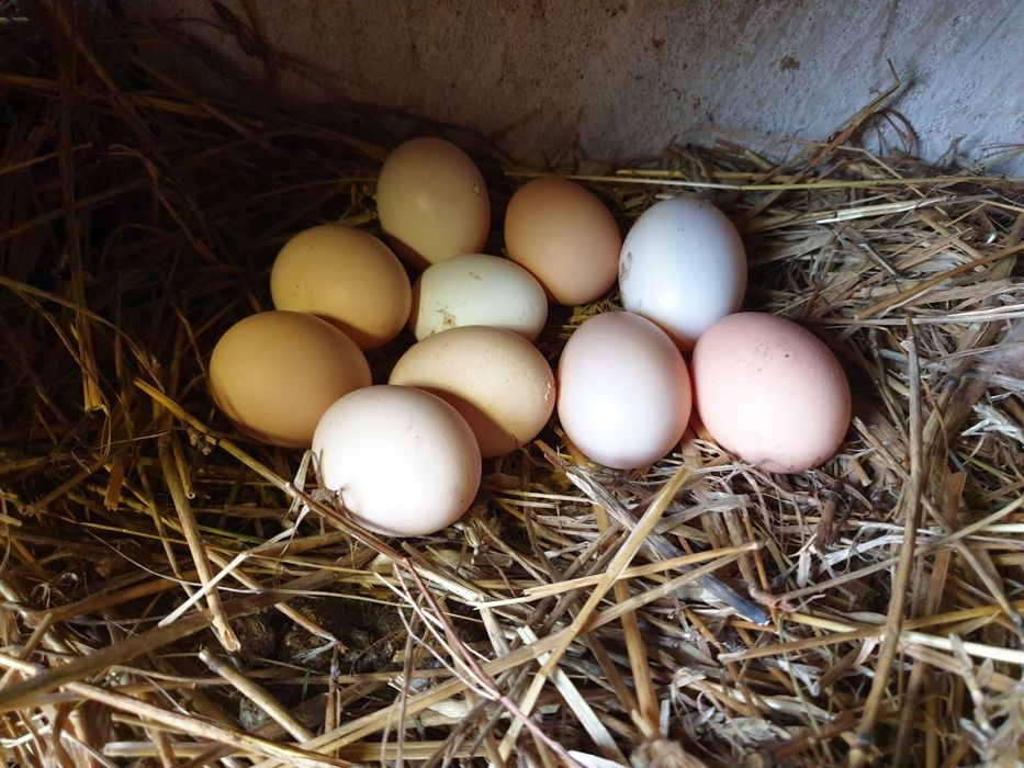 Jajka lęgowe mix
