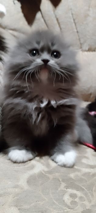 Шотландські кошенята