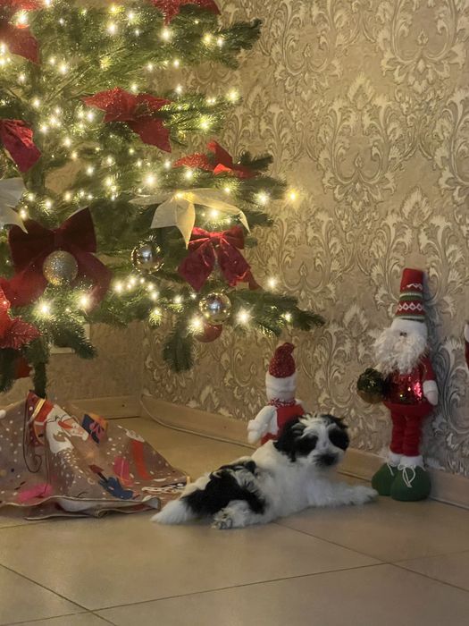 Продаю унікальне цуценя