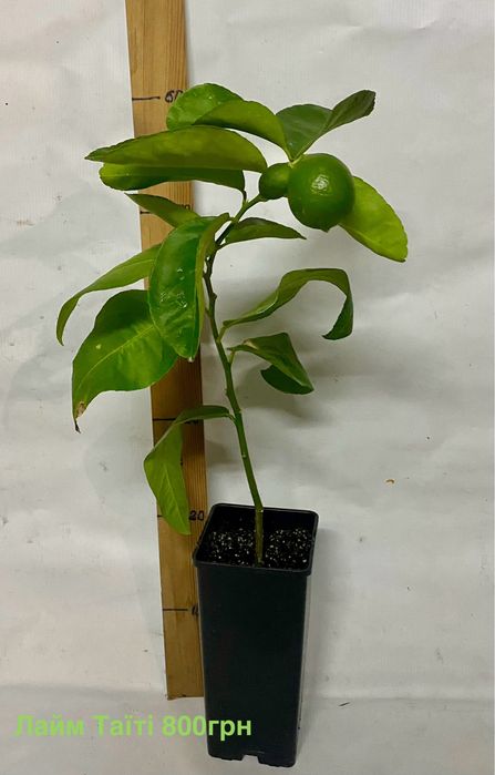 Цитруси , лимон, лайм, клементин, кумкват,  апельсин.