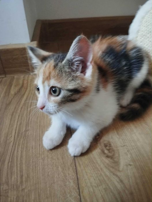 Simba kocurek i Nala kociczka do adopcji