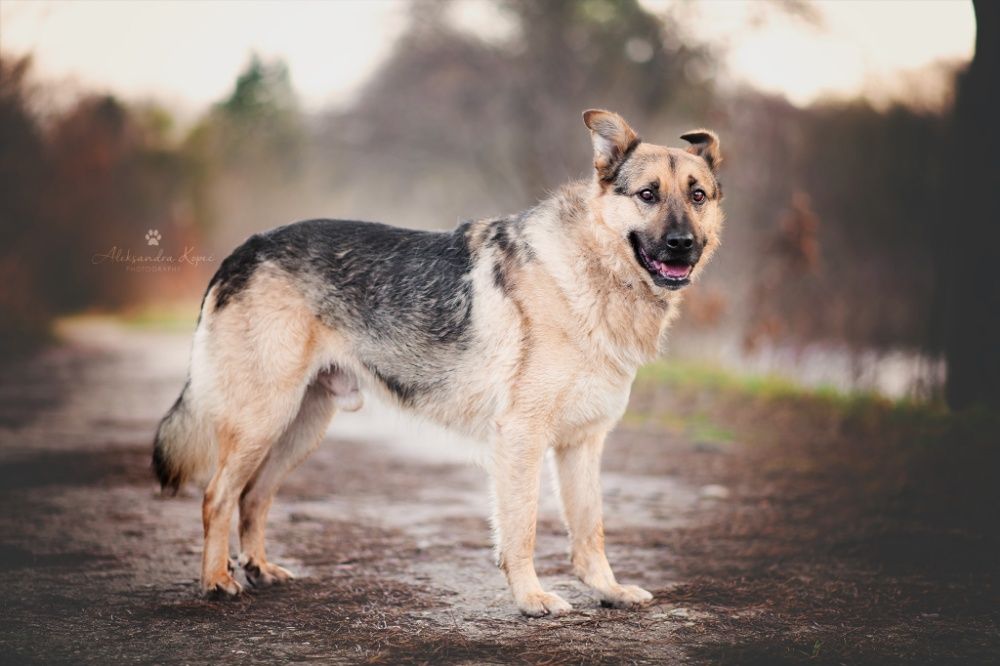 owczarek Bobik 10 lat