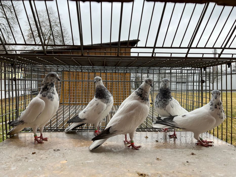 Budapeszty wysokolotne , sportowe