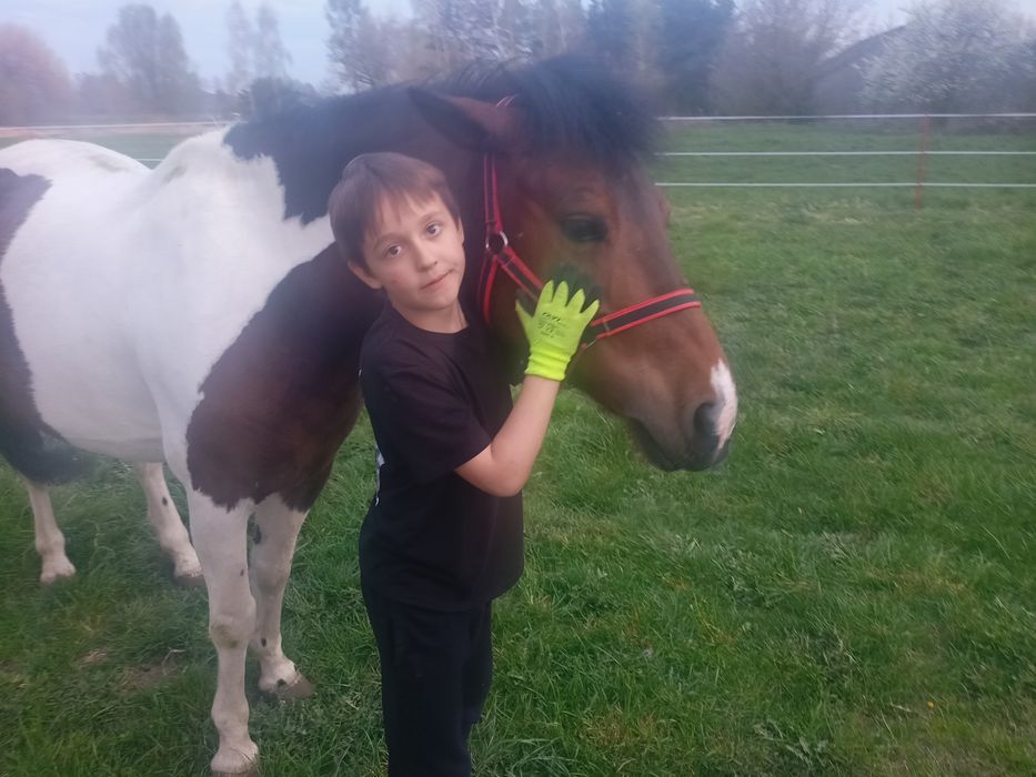 Klacz Huculska 8 lat