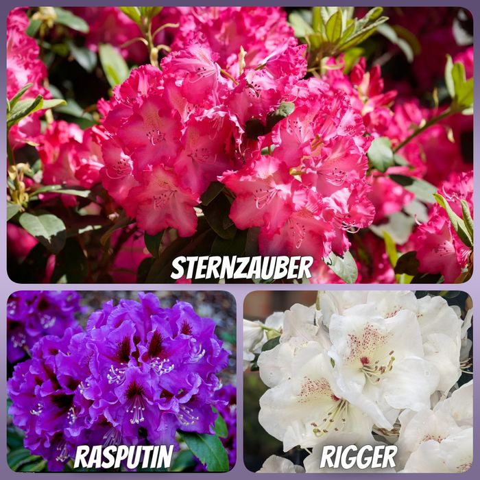 Рододендрони 2 річні