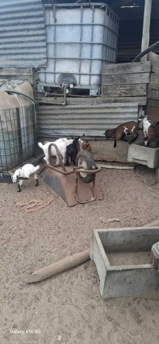 Cabras anas de muito boa qualidade para venda
