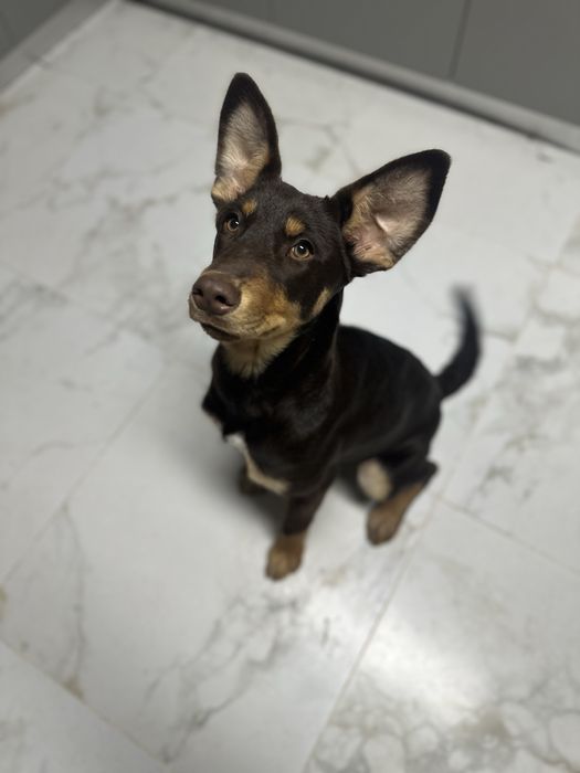 Cadelinha 5 meses para adoção responsável