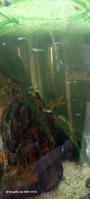 Guppy endler troco