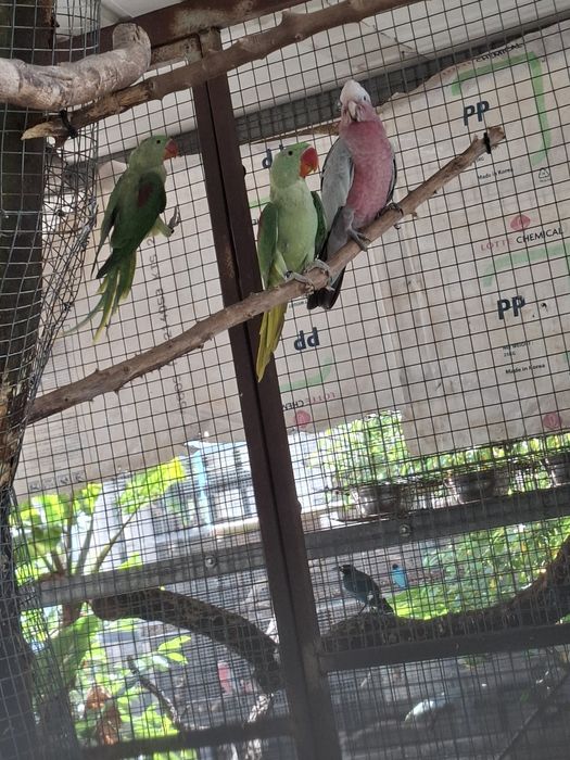 Casais  alexandrinos e penantes