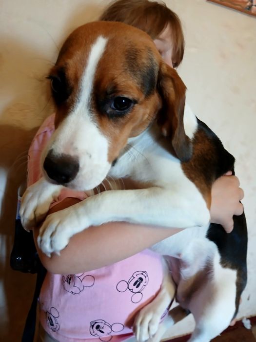 Бигль с документами