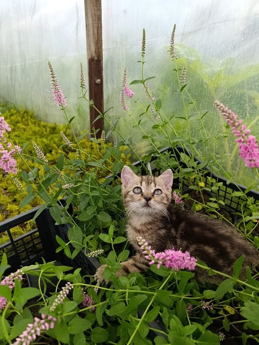 Кошенята шукають сім'ю