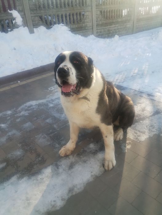 Owczarek środkowoazjatycki sprzedam