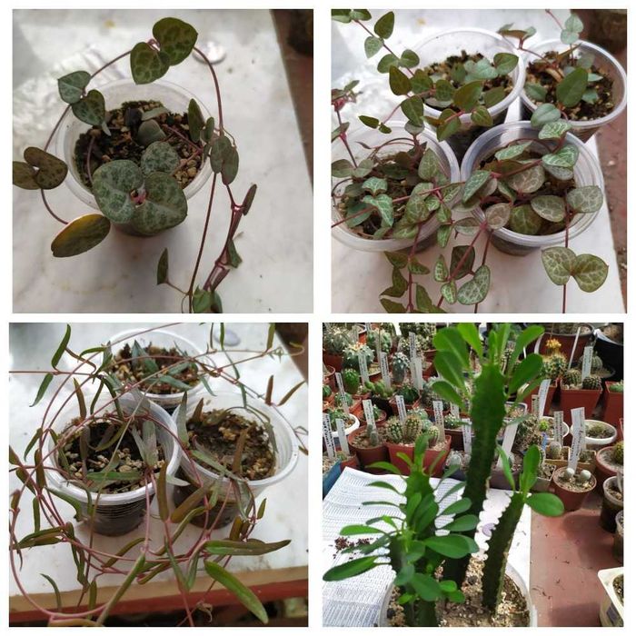 Продам излишки коллекции суккулентов