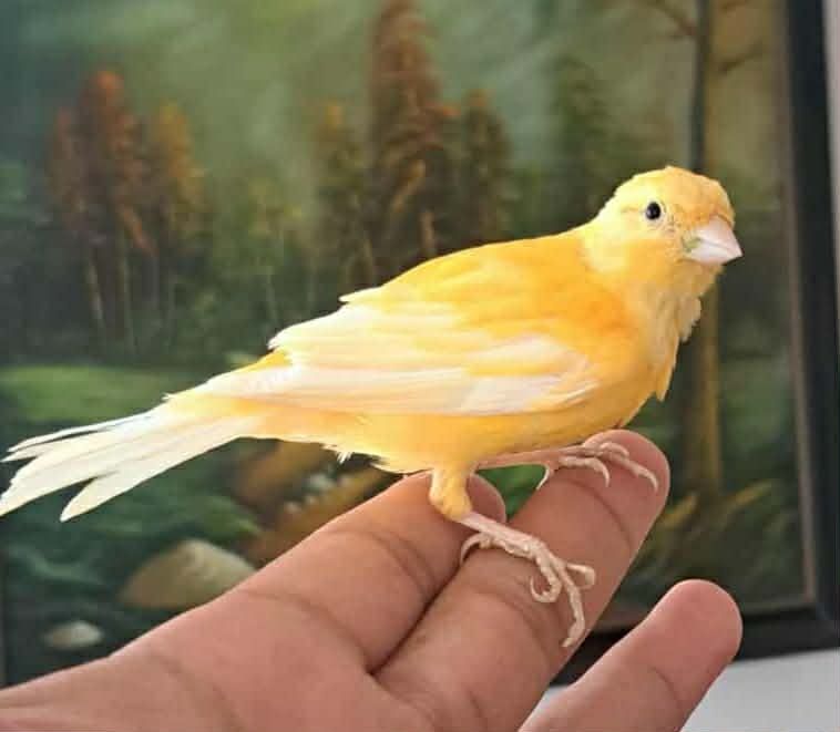 Kanarek  pomarańczowy