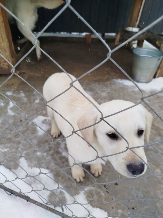 Лабрадори дівчатка