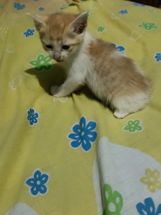 5 gatos para adoção