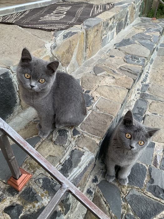 Кошеня кіт кішка британка британець