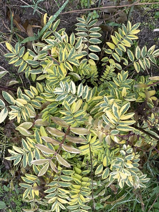 Rośliny wieloletnie  do ogrodu 5zł