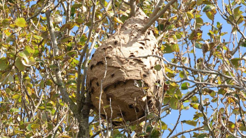 Ninhos Vespa Asiática / Velutina