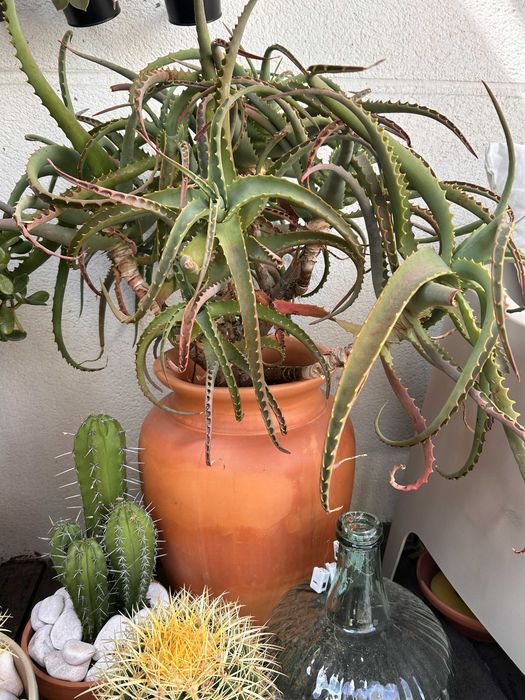 2 vasos com cactos tamanho médio (60cm vaso + 50cm cacto aprox.)