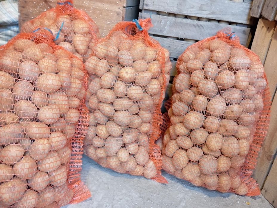 Ziemniaki sadzeniaki Denar 0.80 zł/kg