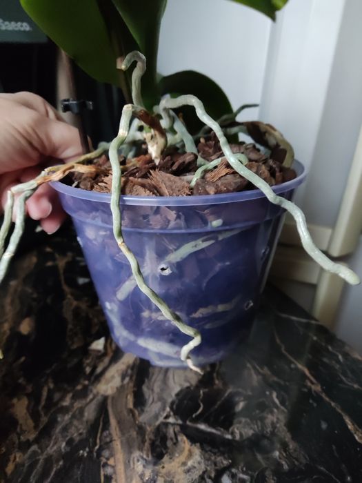 Продам домашню орхідею