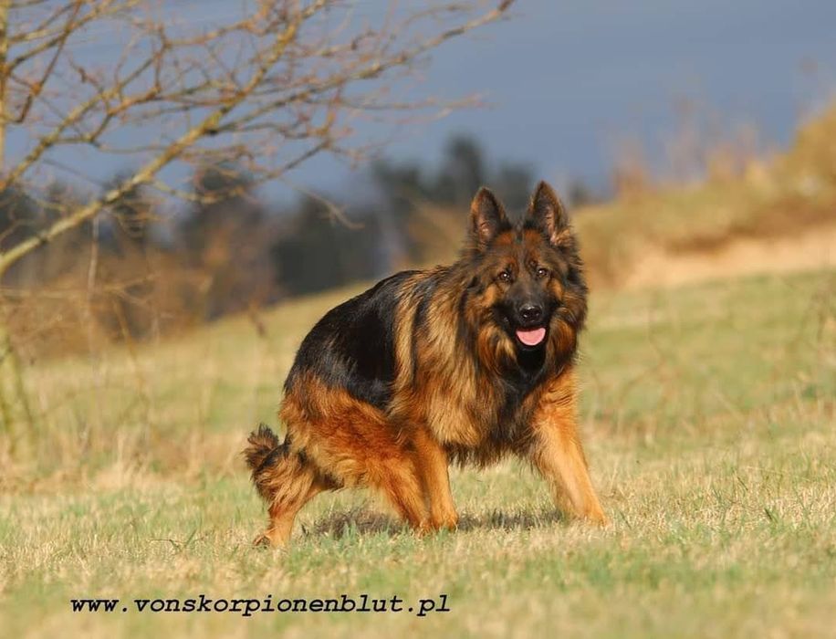 Owczarek niemiecki długowłosy suczka czarna podpalana