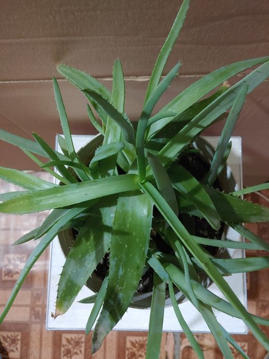 Алое вера. Алое вера с детками. Суккуленты