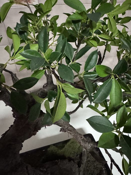 Planta Bonsai Artificial