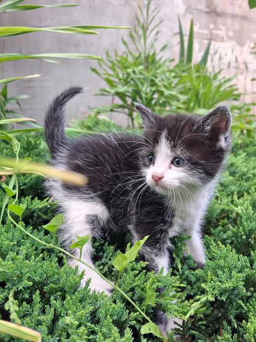 Кішечка, кошеня, котик Первомайськ Миколаївська обл.